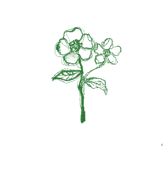 Flower illustration